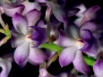 Wild Orchids Fotografiskt tryck av Tim Laman