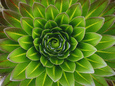 Botanical Close-Up (Color Photography) Posters