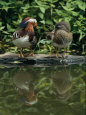 Photographies de canards Posters
