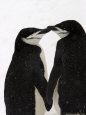 Birds (Natl. Geo.) Posters