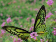 Bichos / Insectos: National Geographic Pósteres