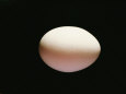 An Egg Fotografie-Druck von Al Petteway