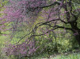 View of a Blooming Redbud Tree Photographie par Darlyne A. Murawski