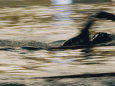 Natation (photographies couleur) Posters