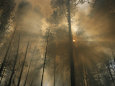 Feux de forêts - photographies couleur Affiches