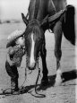 Jean Anne Evans, 14 Month Old Texas Girl Kissing Her Horse Lámina fotográfica por Allan Grant