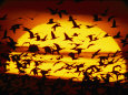 A View of the Sun with Silhouetted Snow Geese Lámina fotográfica por Joel Sartore