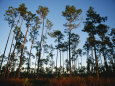 Vue des imposants pins d'Everglades National Park au soleil couchant Photographie par Raul Touzon