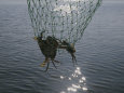 Two Blue Crabs Caught in a Net Lámina fotográfica por Stacy Gold