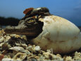 Alligators (Color Photography) Posters