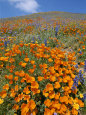 California Poppies and Lupines Fill a Landscape with a Golden Glow Photographie par Rich Reid