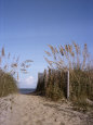 Sea Oats Line the Path to the Beach on the Outer Banks Fotoprint van Taylor S. Kennedy