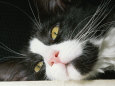 Close View of Black-And-White Short-Haired Cat