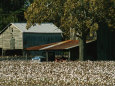 Cotton Posters