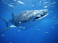 Petits poissons nageant à côté d'un requin-baleine (Rhincodon typus) Photographie par Brian J. Skerry