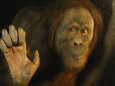 Photographies couleur d'orangs-outangs Affiches