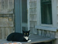 A Cat Sits on a Porch