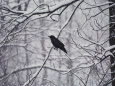A Black Crow Contrasts with Falling White Snow Blanketing the Surrounding Woods Fotografik Baskı ilâ Stephen St. John