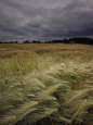 Grain Field in Northern Germany under Stormy Skies Lámina fotográfica por Steve Raymer