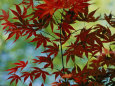 Japanese Maple Leaves Valokuvavedos tekijänä Darlyne A. Murawski