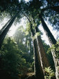 View Looking up the Trunks of Giant Redwood Trees Photographie par Walter Meayers Edwards