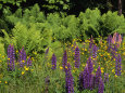 A Field of Ferns, Lupines and Other Wildflowers Photographic Print by Medford Taylor