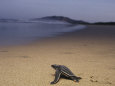 A Leatherback Turtle Heads Out to Sea Photographie par Steve Winter