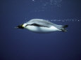 An Emperor Penguin Swims Underwater