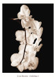 Orchid Dance I Kunsttrykk av John Rehner