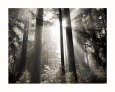 Dennis Frates Posters