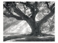 Andrew Oak, Afternoon Light Kunsttrykk av William Guion