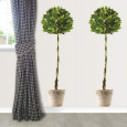Bay Tree Wandabziehbild