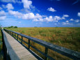 Walkway Through River of Grass, Sawgrass Slough, Pa-Hey-Okee Overlook, Everglades National Park Photographie par Witold Skrypczak