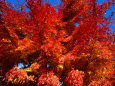 Red Autumn Foliage, Bellinzona, Switzerland Photographie par Martin Moos