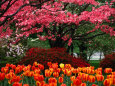 Spring Flowers on Capitol Hill, Washington Dc, USA Photographie par Rick Gerharter