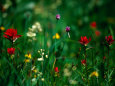 Wildflower Detail, Glacier National Park, Montana, USA Photographie par Gareth McCormack