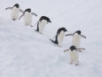 Pinguine Poster