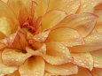 Dahlias Posters