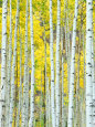 Aspen Trees Posters