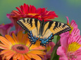 Animals (Danita Delimont) Posters