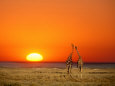 Giraffes Stretch their Necks at Sunset, Ethosha National Park, Namibia Lámina fotográfica por Janis Miglavs