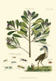 Naturalist Study II Art Print by A. Bell