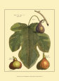 Feuille de figuier II Reproduction d'art par Langley