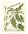 Weinmann Greenery II Reproduction d'art par Johann Wilhelm Weinmann