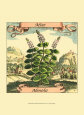 Menta Lámina por Theodor de Bry