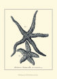 Indigo Starfish I Art Print by Denis Diderot