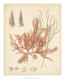 Coastal Relic III Reproduction d'art
