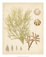 Coastal Relic II Reproduction d'art
