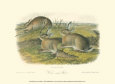 Wormwood Hare Lámina por John James Audubon
