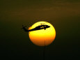 A US Military Helicopter Flies Over the Heavily Fortified Green Zone Lámina fotográfica por Dusan Vranic